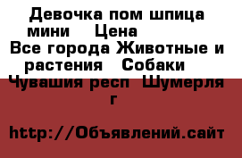 Девочка пом шпица мини  › Цена ­ 30 000 - Все города Животные и растения » Собаки   . Чувашия респ.,Шумерля г.